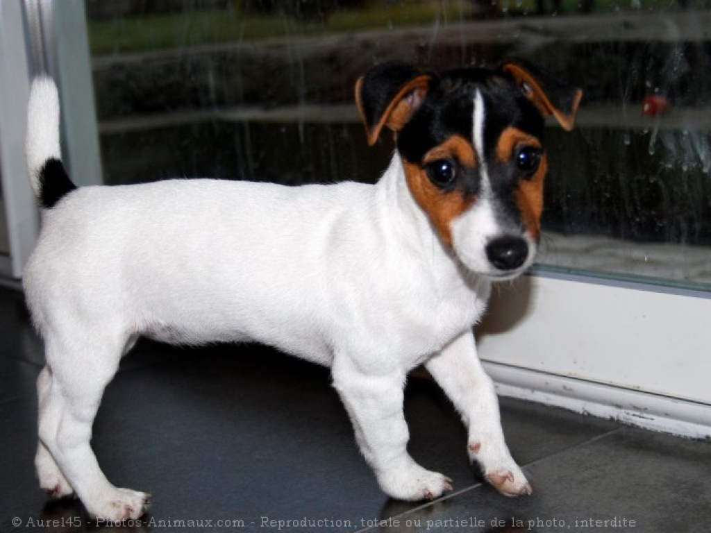 A DONNER ADORABLE CHIOTS JACK RUSSELL