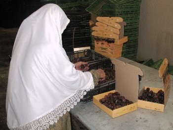 Dégustez les dattes de Palestine ! 
