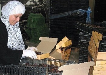 Dégustez les dattes de Palestine ! Dégustez les dattes de Palestine !
