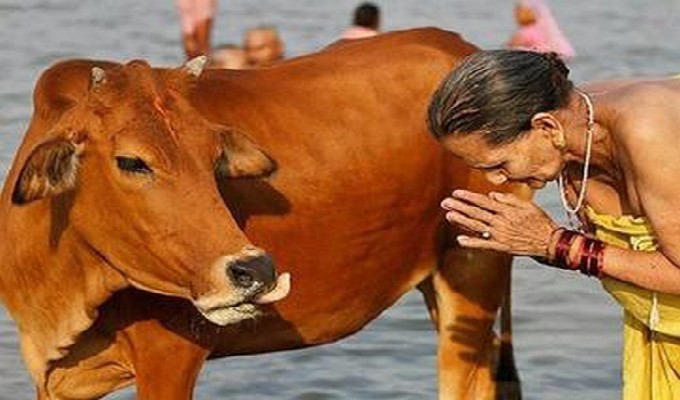 quel est animal sacre en inde