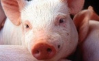 Apprécié ou interdit, le porc revêt divers symboles selon les cultures. En France, en plein climat d’islamophobie décomplexée, il est devenu le symbole de l’identité nationale contre la présence musulmane. Apprécié ou interdit, le porc revêt divers symboles selon les cultures. En France, en plein climat d’islamophobie décomplexée, il est devenu le symbole de l’identité nationale contre la présence musulmane.