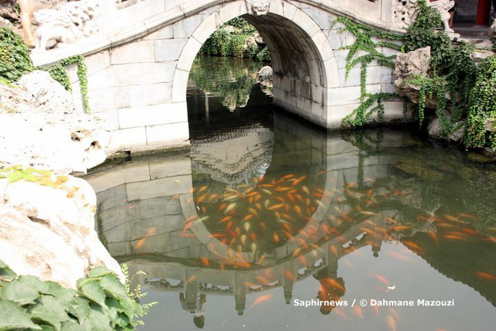 Pékin_poissons_Dahmane Mazouzi copier.jpg Pékin_poissons_Dahmane Mazouzi copier.jpg