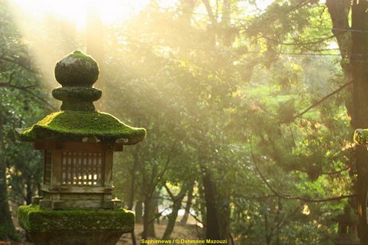 japon1_dahmane mazouzi_9 (Copier).jpg japon1_dahmane mazouzi_9 (Copier).jpg