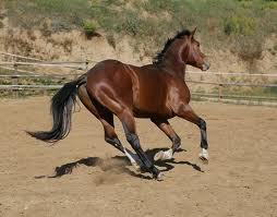 REUSSITE LOISIRS ORGANISE UN STAGE D'EQUITATION DU 27/02/12 au 02/03/12