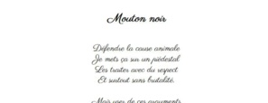 Mouton noir