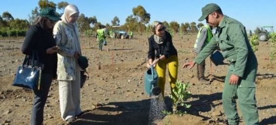 COP22 : un million d’arbres plantés en 24 heures au Maroc
