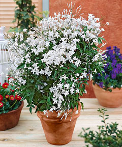 Très parfumé, le jasmin peut s'épanouir en pot ou en jardinière. Son odeur a un effet relaxant.