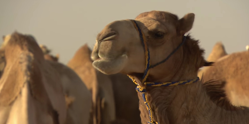 L’Arabie Saoudite expulse des milliers de chameaux qataris