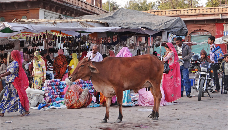 Inde : le culte des vaches à l’origine d'une dramatique montée des violences islamophobes