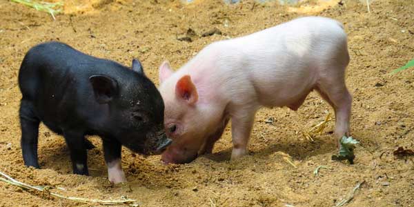 Bientôt des porcs destinés à être donneurs d’organes pour l'homme ?