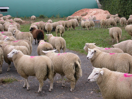 Un tampon « Aïd al-Adha » sur les moutons ?