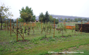 Le verger participatif de la Ferme des possibles est autogéré par des écoles de Seine-Saint-Denis. Le verger participatif de la Ferme des possibles est autogéré par des écoles de Seine-Saint-Denis.