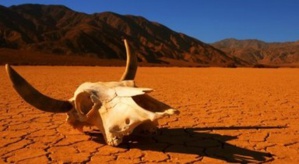 Biodiversité : la sixième extinction de masse en marche, de l'urgence de renverser la vapeur Biodiversité : la sixième extinction de masse en marche, de l'urgence de renverser la vapeur