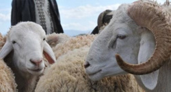 Quelle date pour l’Aïd al-Adha 1441/2020 en France ? Quelle date pour l’Aïd al-Adha 1441/2020 en France ?