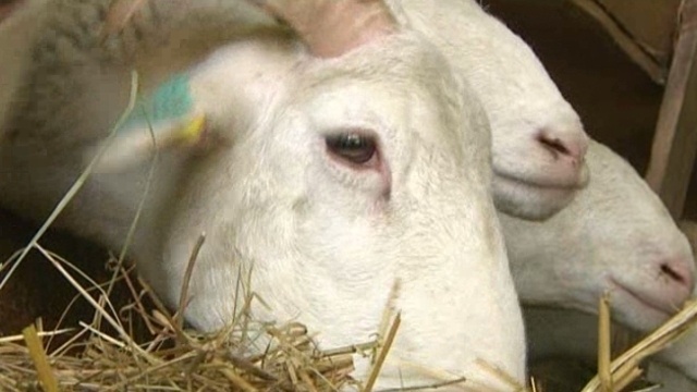 Le mouton : Pâques et l'Aïd à la rescousse d’une filière en crise
