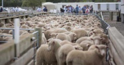 Quelle date pour l’Aïd al-Adha 1442/2021 en France ?