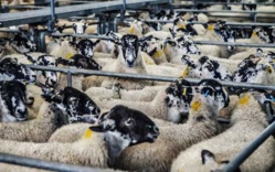 Aïd al-Adha 2021 : combien d’abattoirs agréés cette année en France ? Aïd al-Adha 2021 : combien d’abattoirs agréés cette année en France ?