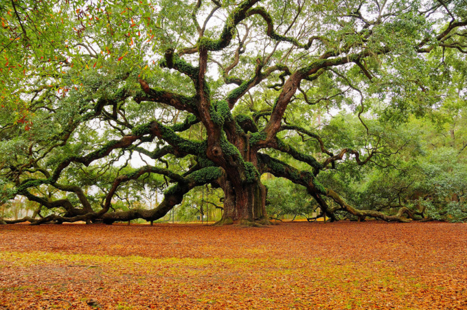 Abdessalam Yassine, un arbre bien (an)raciné