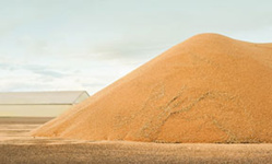 Ramadan 2022 : avec la guerre en Ukraine, le spectre des émeutes de la faim plane Ramadan 2022 : avec la guerre en Ukraine, le spectre des émeutes de la faim plane