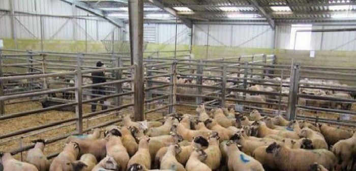 Aïd el-Kébir 2014 : une centaine d'abattoirs agréés en France