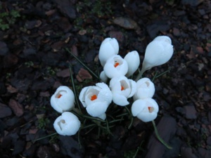 Fleurs du bien