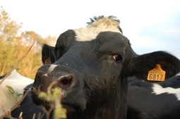 Bilan du Grenelle de l'animal : l'électronarcose écartée, la formation des sacrificateurs renforcée Bilan du Grenelle de l'animal : l'électronarcose écartée, la formation des sacrificateurs renforcée