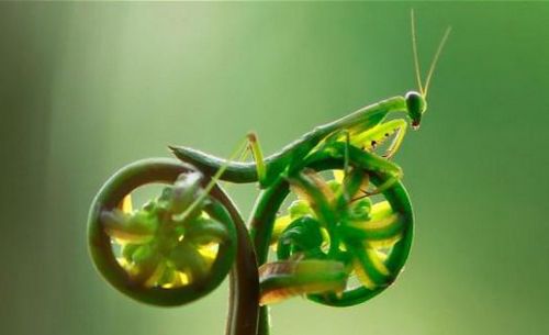 La révolution biomimétique, solution pour un avenir soutenable ?