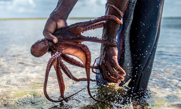 L’islam à la rescousse des poulpes à Zanzibar