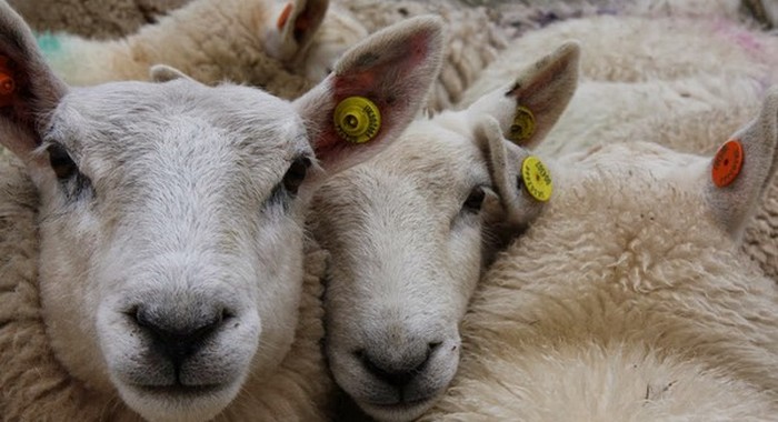 Belgique : l’interdiction de l’abattage rituel dans les abattoirs temporaires confirmée en Flandre