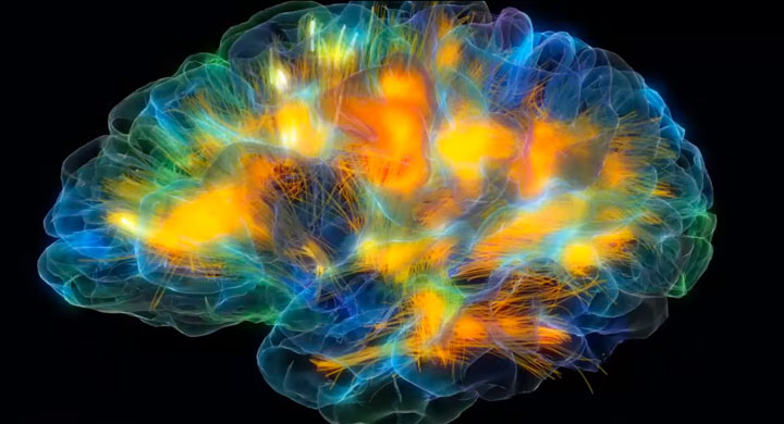 Modélisation en image de synthèse d’un cerveau humain, réalisée à partir de relevés d’électroencéphalogrammes et de scanners IRM (imagerie à résonance magnétique). Chaque couleur représente les différentes ondes cérébrales.