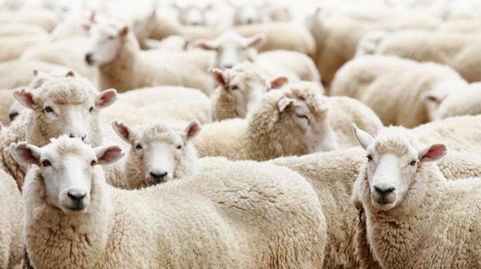 Aïd al-Adha 2018 : pourquoi AVS ne certifiera pas de moutons halal cette année (vidéo)