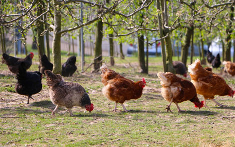 Seul un tiers des œufs produits en France vient de poules élevées en plein air.