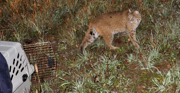 Au Canada, un lynx roux a été relâché fin 2017 par l'Institut Atlantique de la faune après y avoir séjourné pendant près d'un an. © Institut Atlantique de la faune