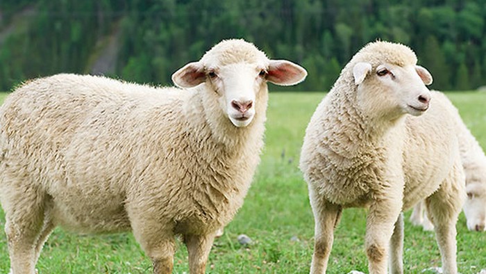Aïd al-Adha 2019 : AVS certifie de nouveau des moutons halal