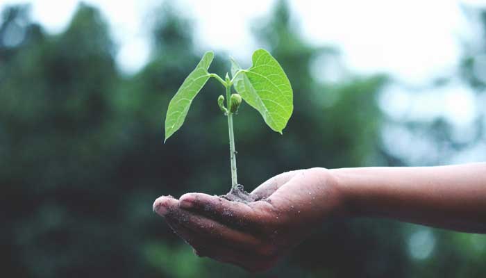 Plaidoyer pour une écologie islamique de transformation