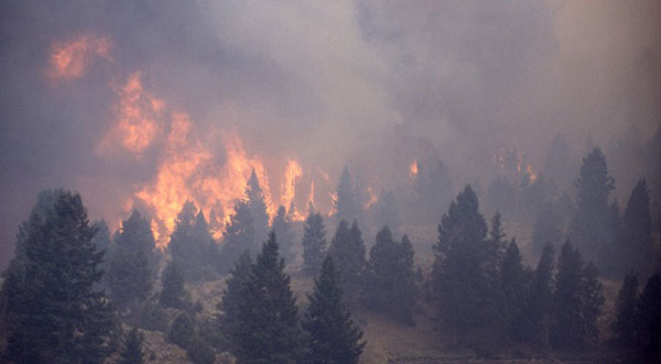 Incendies en Gironde : un appel aux dons lancé depuis la Grande Mosquée de Paris