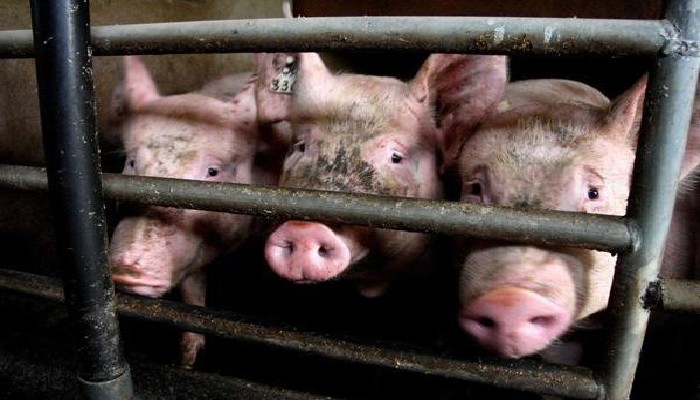 Ces cochons halal qui mettent des musulmans en émoi