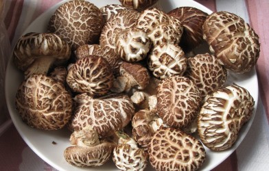 Deuxième champignon le plus cultivé dans le monde, le shiitake permet de faire le plein de cuivre, de sélénium et de zinc.