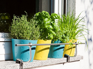 Pour cultiver des plantes aromatiques (coriandre, persil, menthe, basilic, thym...) sur son balcon, il suffit d'un peu de soleil et d'un bon terreau.