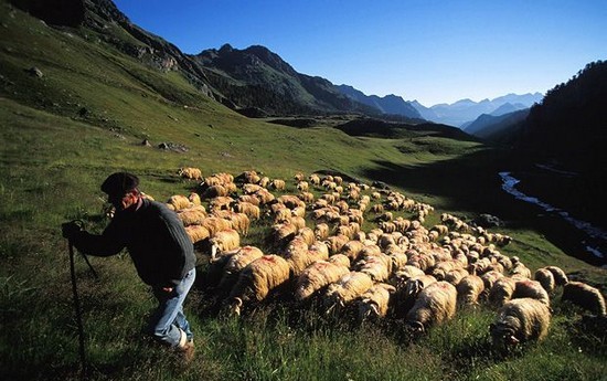 La transhumance de la vie