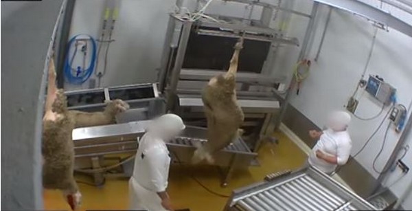 Abattoir « bio » du Vigan : la cave des horreurs pour les animaux