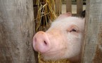 Grippe porcine : selon l'OMS, le risque de pandémie est imminent