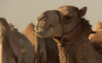 L’Arabie Saoudite expulse des milliers de chameaux qataris