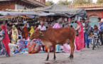Inde : le culte des vaches à l’origine d'une dramatique montée des violences islamophobes