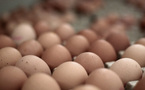 Le marché du halal happe les œufs