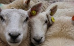 Belgique : l’interdiction de l’abattage rituel dans les abattoirs temporaires confirmée en Flandre