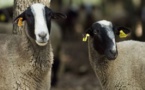 Aïd al-Adha 2018 : le CTMF exprime sa divergence face à la décision d'AVS de ne pas certifier de moutons