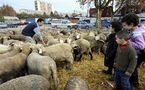 Aïd el-Kébir 2011 : les régions les mieux préparées de France