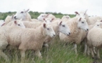 Aïd el-Kébir 2012 : virus détecté, moutons touchés, quel impact sur les prix ?