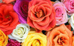 Journée de la femme : roses et sourire car rien n’est trop beau pour elles